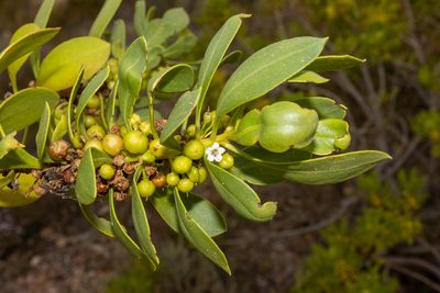 Myoporum insulare, photographed by T. Hammer