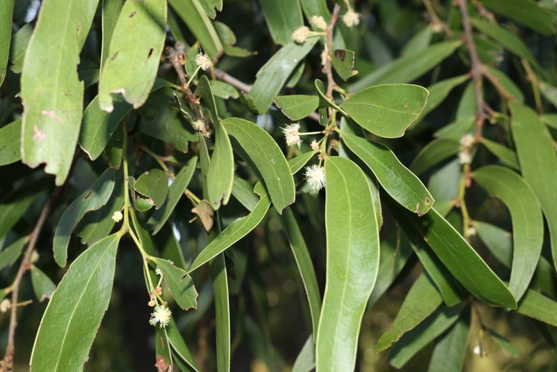 Acacia fasciculifera, photographed by Greg Tasney