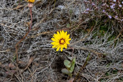 Reichardia tingitana, photographed by T. Hammer
