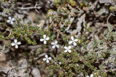 Frankenia sessilis, photographed by T. Hammer