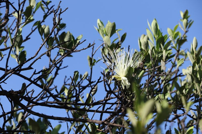 Capparis mitchellii, photographed by Greg Tasney