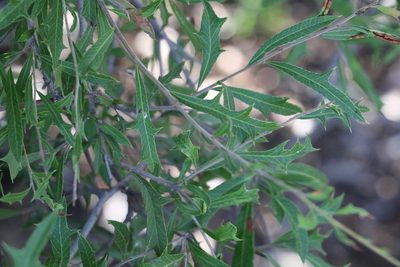 Alectryon diversifolius, photographed by Greg Tasney