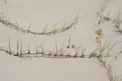 Spinifex hirsutus, photographed by T. Hammer