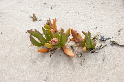 Carpobrotus rossii, photographed by T. Hammer
