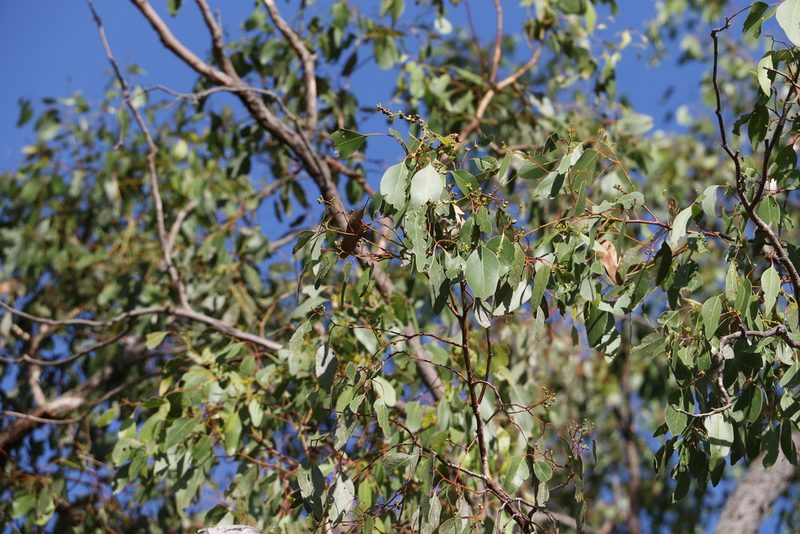 Eucalyptus populnea, photographed by Greg Tasney