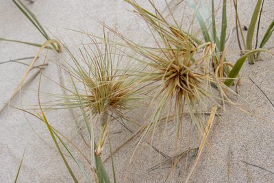 Spinifex hirsutus, photographed by T. Hammer