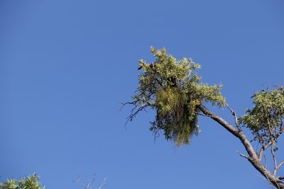 Viscum articulatum, photographed by Greg Tasney