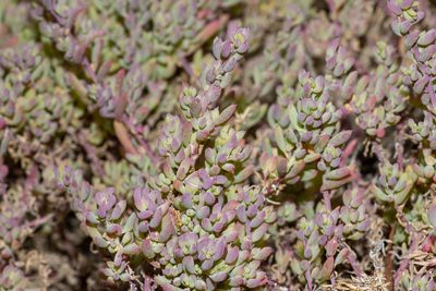 Threlkeldia diffusa, photographed by T. Hammer
