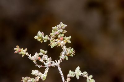 Maireana oppositifolia, photographed by T. Hammer