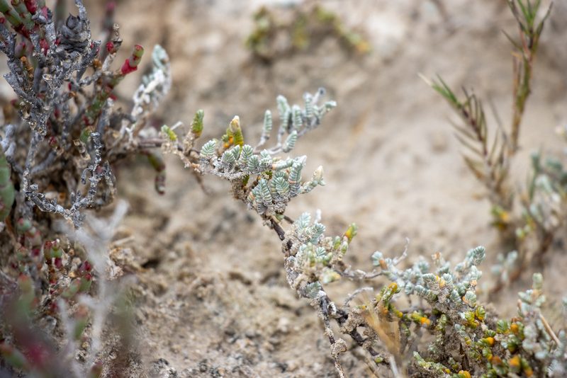 Wilsonia humilis, photographed by T. Hammer