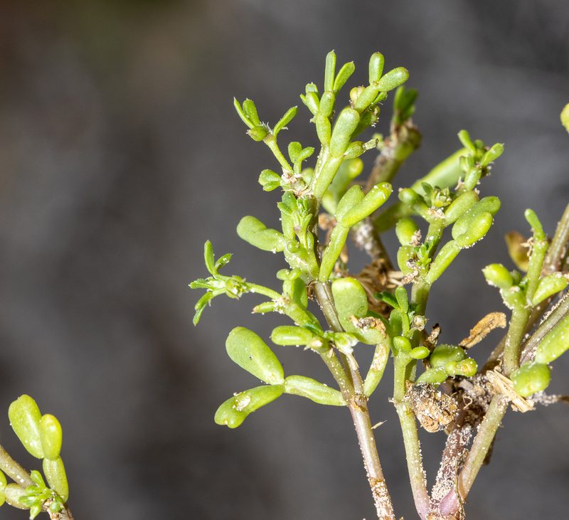 Roepera ammophila, photographed by T. Hammer