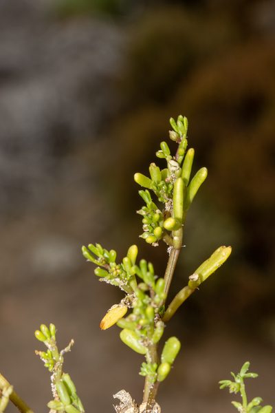 Roepera ammophila, photographed by T. Hammer