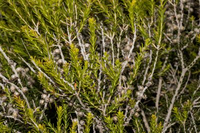 Melaleuca lanceolata, photographed by T. Hammer