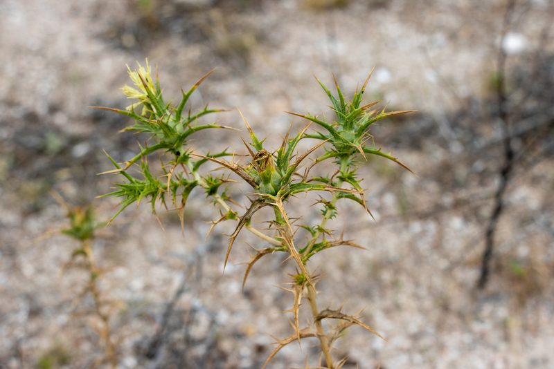 Carthamus creticus, photographed by T. Hammer