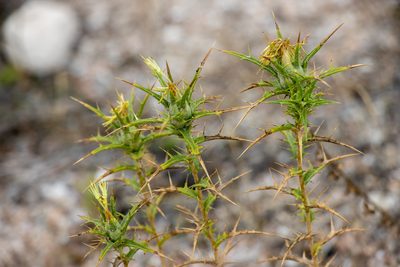 Carthamus creticus, photographed by T. Hammer