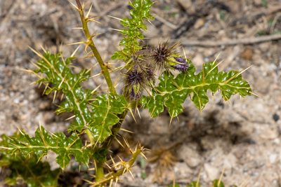 Solanum hystrix, photographed by T. Hammer