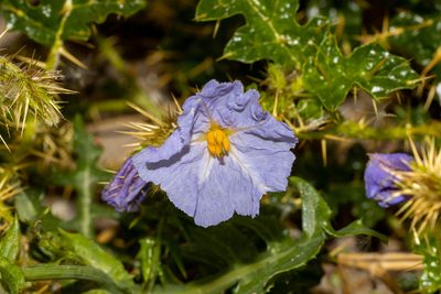 Solanum hystrix, photographed by T. Hammer