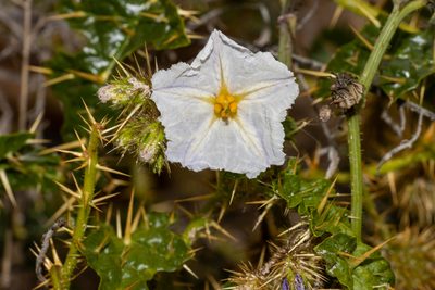 Solanum hystrix, photographed by T. Hammer