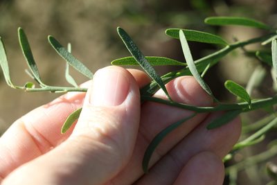 Citrus glauca, photographed by Greg Tasney