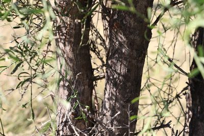 Citrus glauca, photographed by Greg Tasney