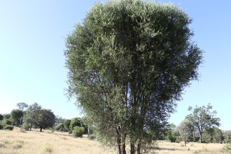 Citrus glauca, photographed by Greg Tasney