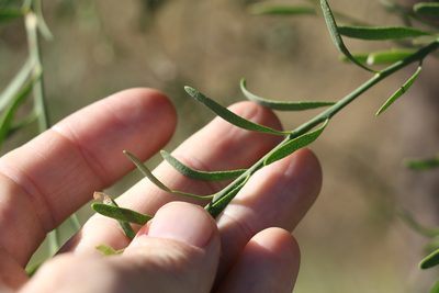 Citrus glauca, photographed by Greg Tasney