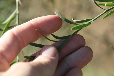 Citrus glauca, photographed by Greg Tasney