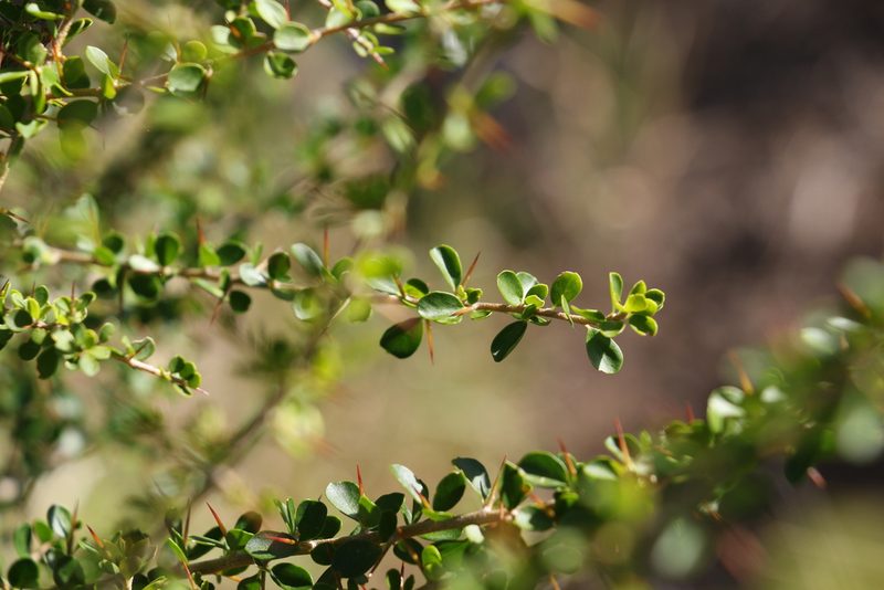 Pittosporum spinescens, photographed by Greg Tasney