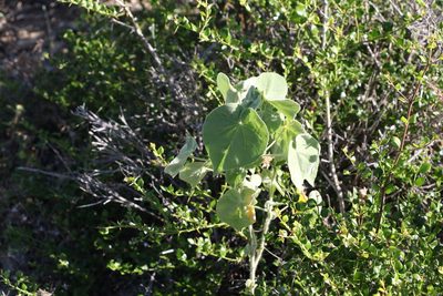 Abutilon auritum, photographed by Greg Tasney