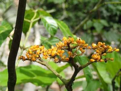 Leea guineensis, photographed by Mahomed Desai