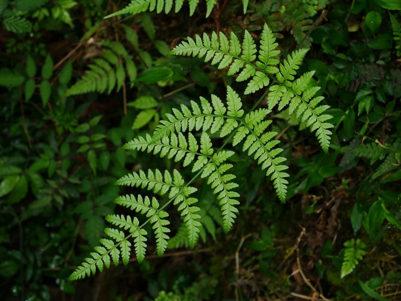 Dryopteris sparsa, photographed by Jacy Chen