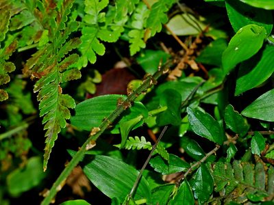 Dryopteris sparsa, photographed by Jacy Chen