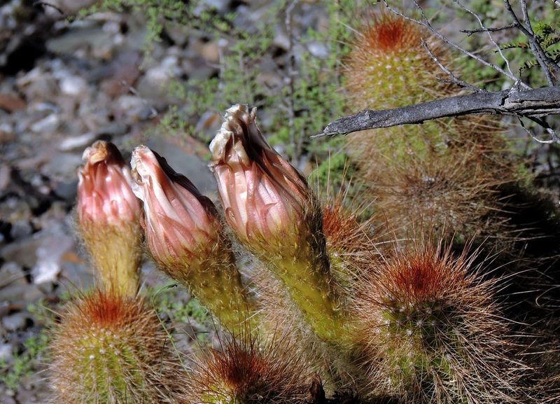 Soehrensia strigosa, photographed by Hugo Hulsberg