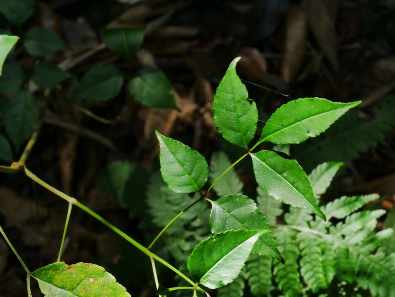Fraxinus insularis, photographed by Jacy Chen
