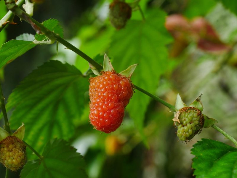 Rubus corchorifolius, photographed by Jacy Chen