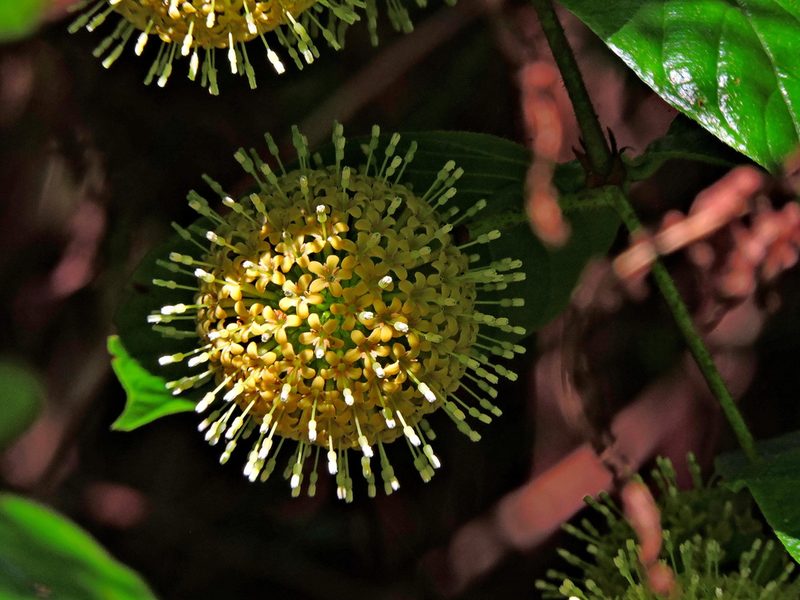 Uncaria hirsuta, photographed by Jacy Chen