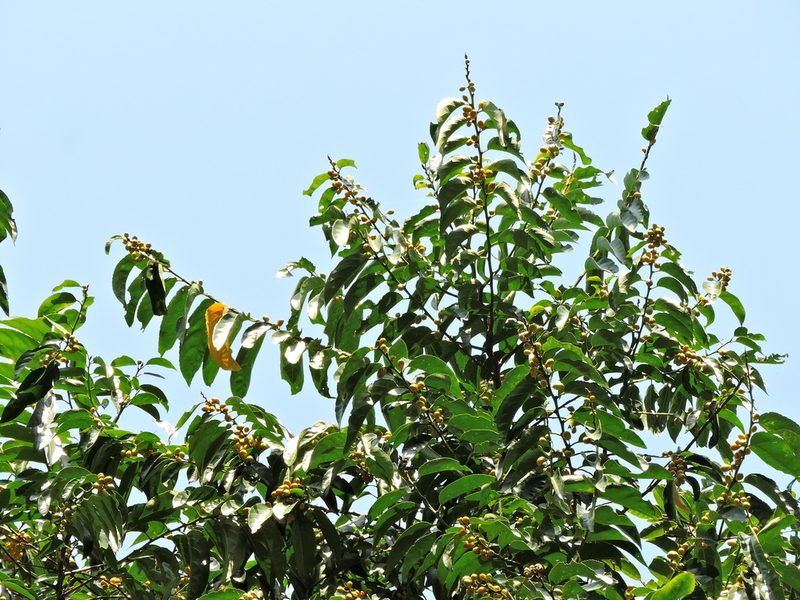 Casearia glomerata, photographed by Jacy Chen