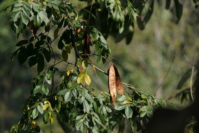 Albizia lebbeck