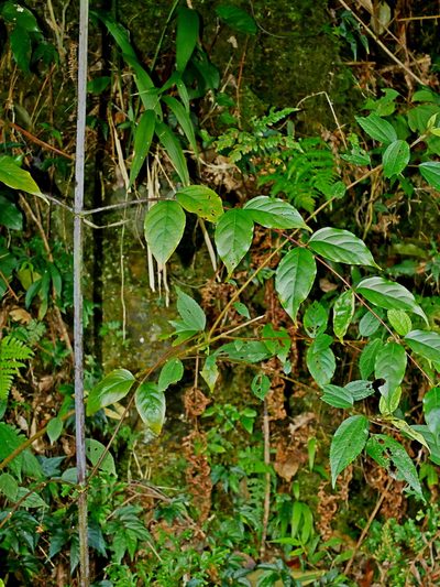 Uncaria rhynchophylla, photographed by Jacy Chen