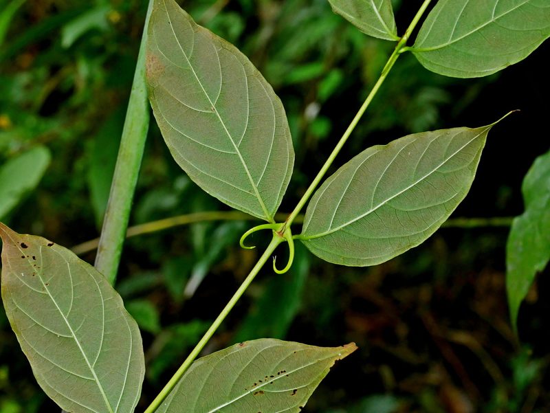 Uncaria rhynchophylla, photographed by Jacy Chen