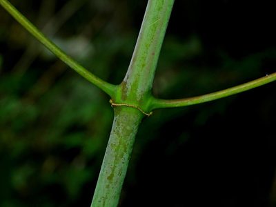 Uncaria rhynchophylla, photographed by Jacy Chen