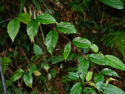 Uncaria rhynchophylla, photographed by Jacy Chen