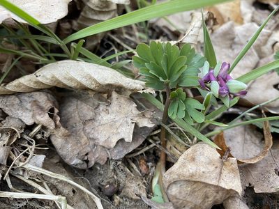 Corydalis intermedia, photographed by Radosław Puchałka