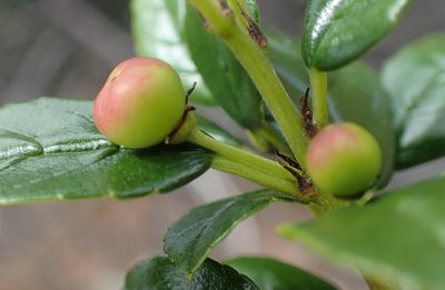 Rhamnus prinoides, photographed by Nicola van Berkel