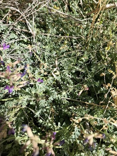 Astragalus nothoxys, photographed by Rose Zappa