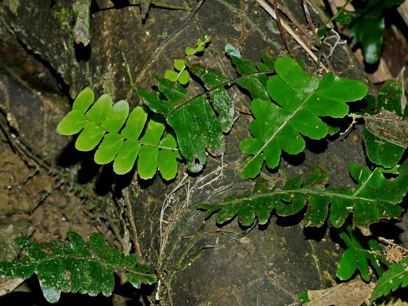 Arthropteris palisotii, photographed by Jacy Chen