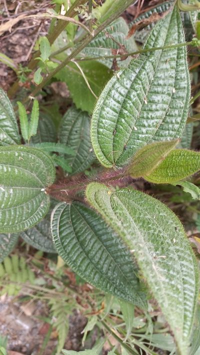 Miconia australis, photographed by JG