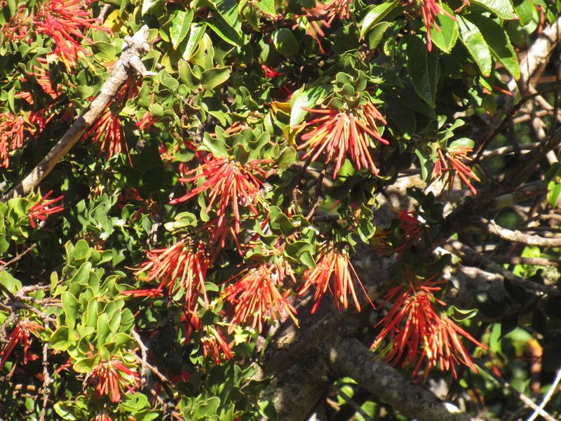 Tristerix corymbosus, photographed by Nicolas Olejnik