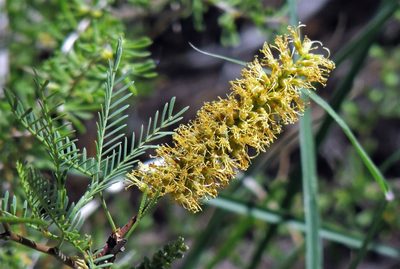 Neltuma flexuosa, photographed by Hugo Hulsberg