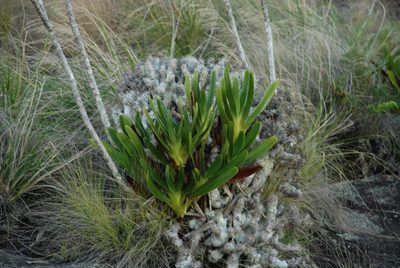 Angraecum sororium, photographed by Andrew Hankey